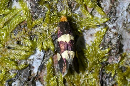 Réf. 204 342 : Lampronia capitella